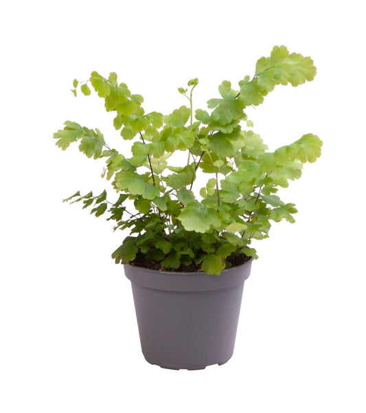Adiantum Fritz-Luthi 15cm 6cm Pot