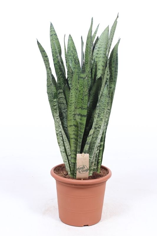 Sansevieria Zeylanica 80cm 25cm Pot