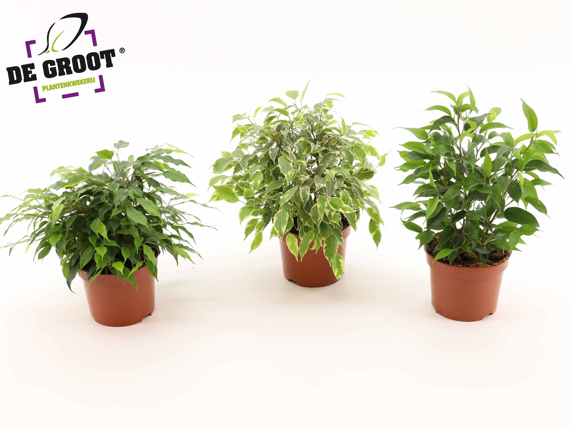 Ficus benjamina mix 25cm 12cm Pot