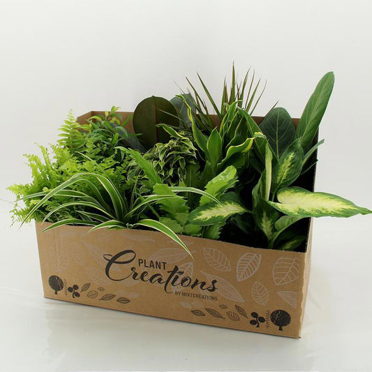 Foliage houseplants mix 45cm 12cm Pot