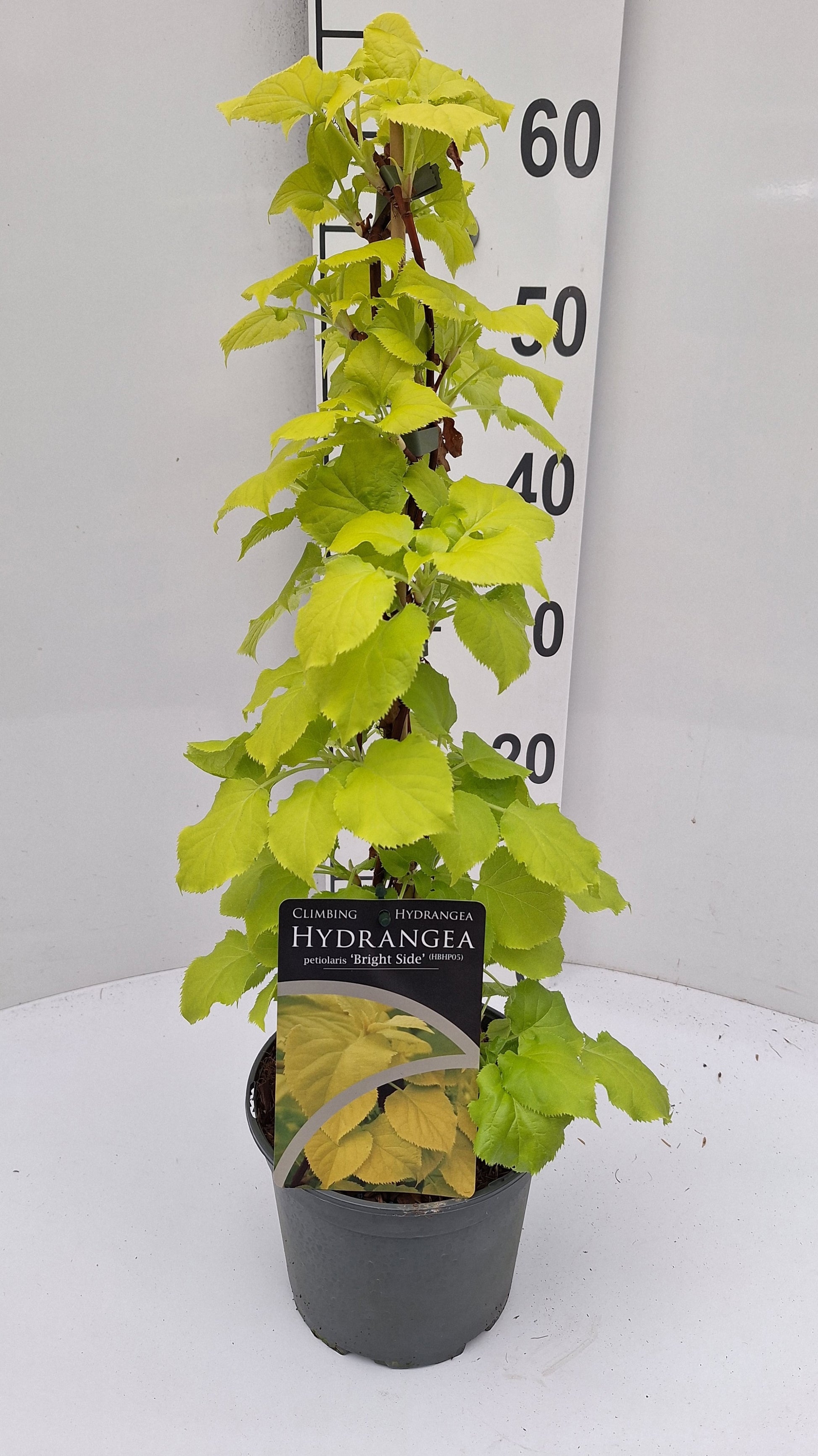 Hydrangea petiolaris 50cm 17cm Pot