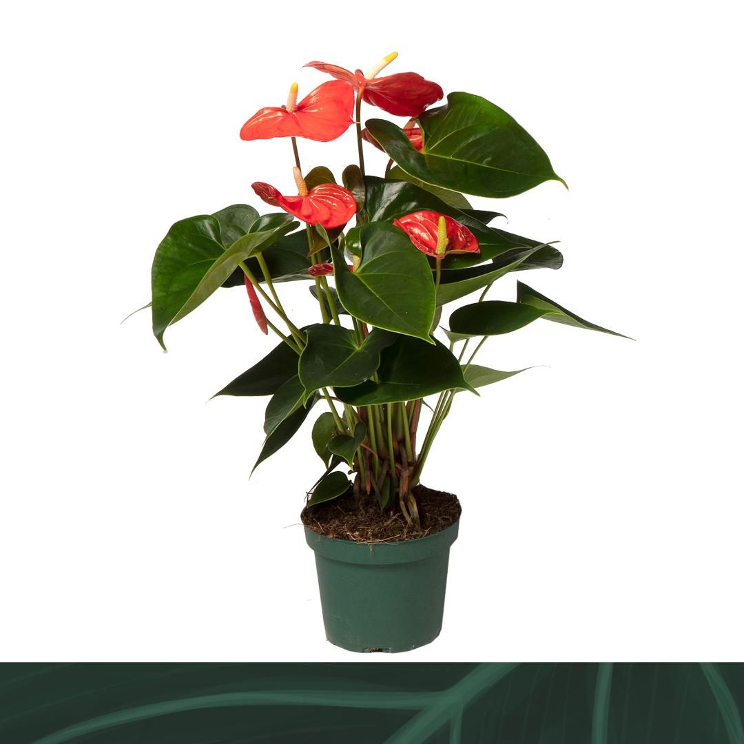 Anthurium Solara 35cm 12cm Pot