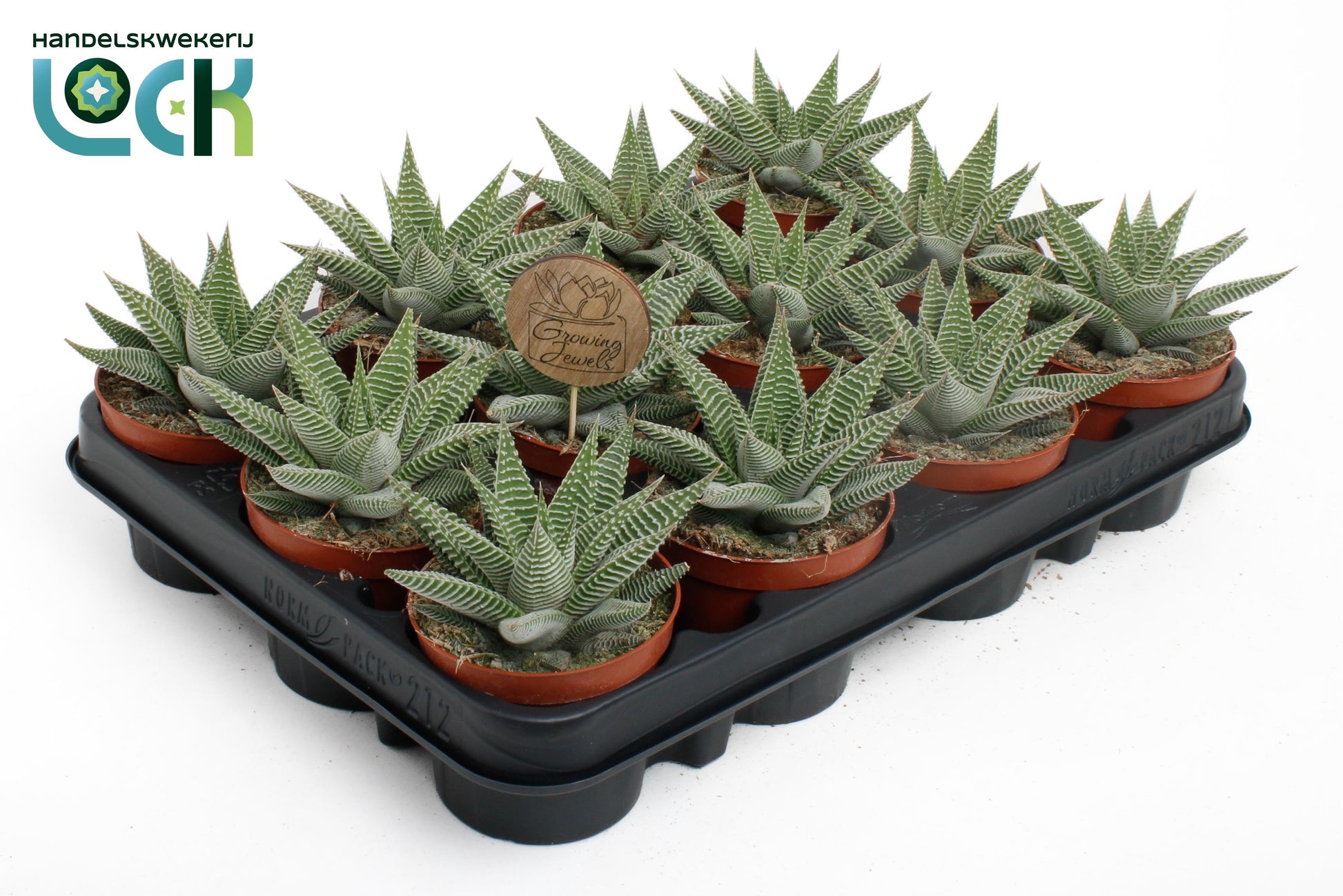 Haworthia Spider White 15cm Special Pot (508)