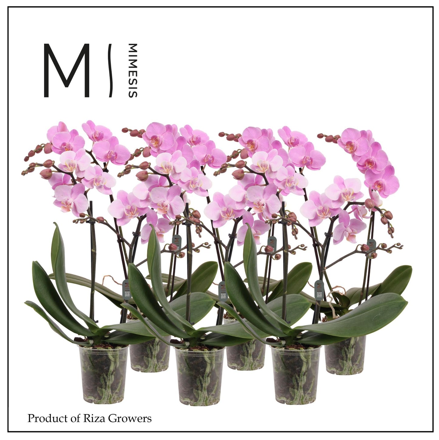 Phalaenopsis mf. light pink 50cm 12cm Pot