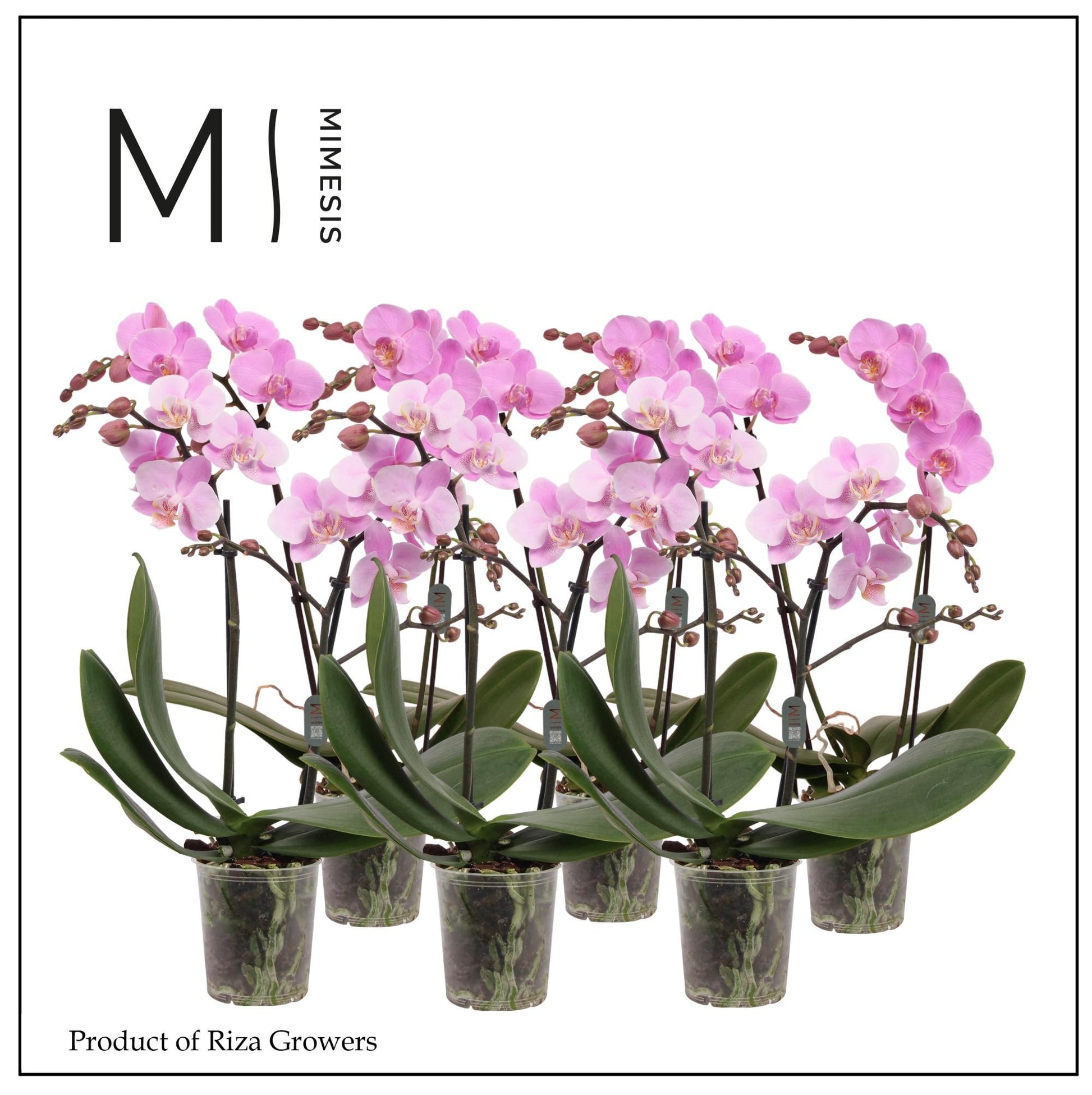Phalaenopsis mf. light pink 50cm 12cm Pot