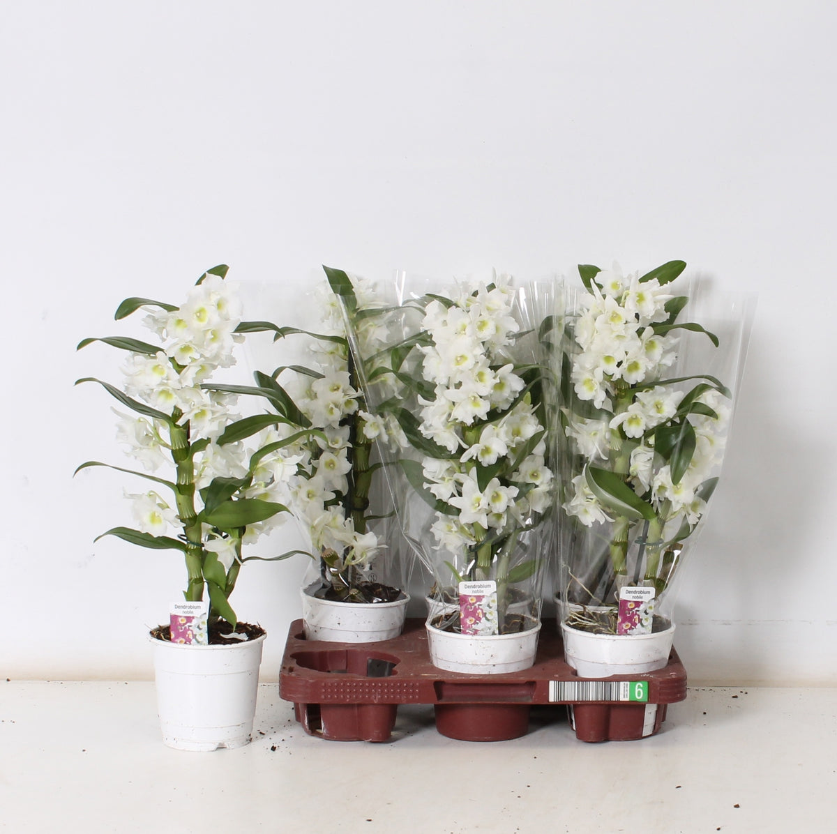 Dendrobium nobile 45cm 12cm Pot