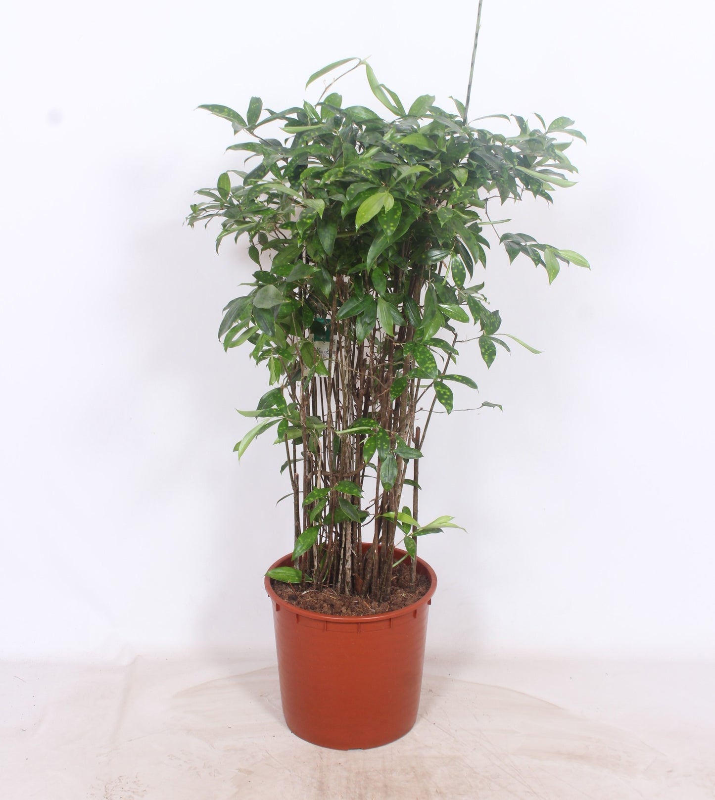 Dracaena surculosa 140cm 34cm Pot