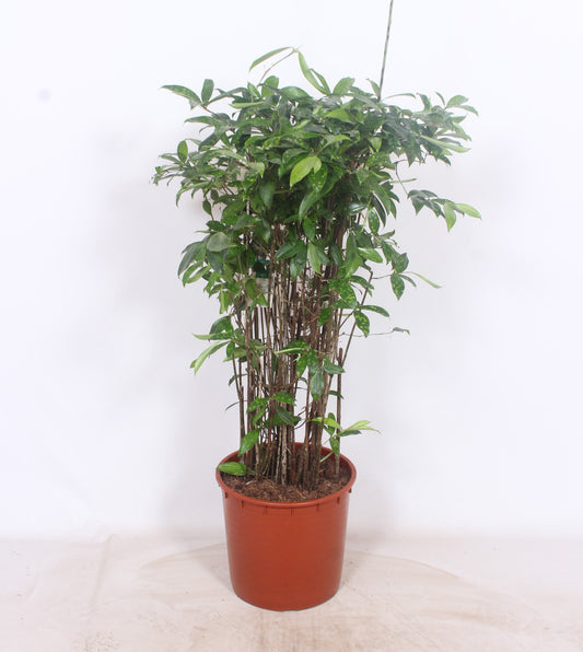 Dracaena surculosa 140cm 34cm Pot