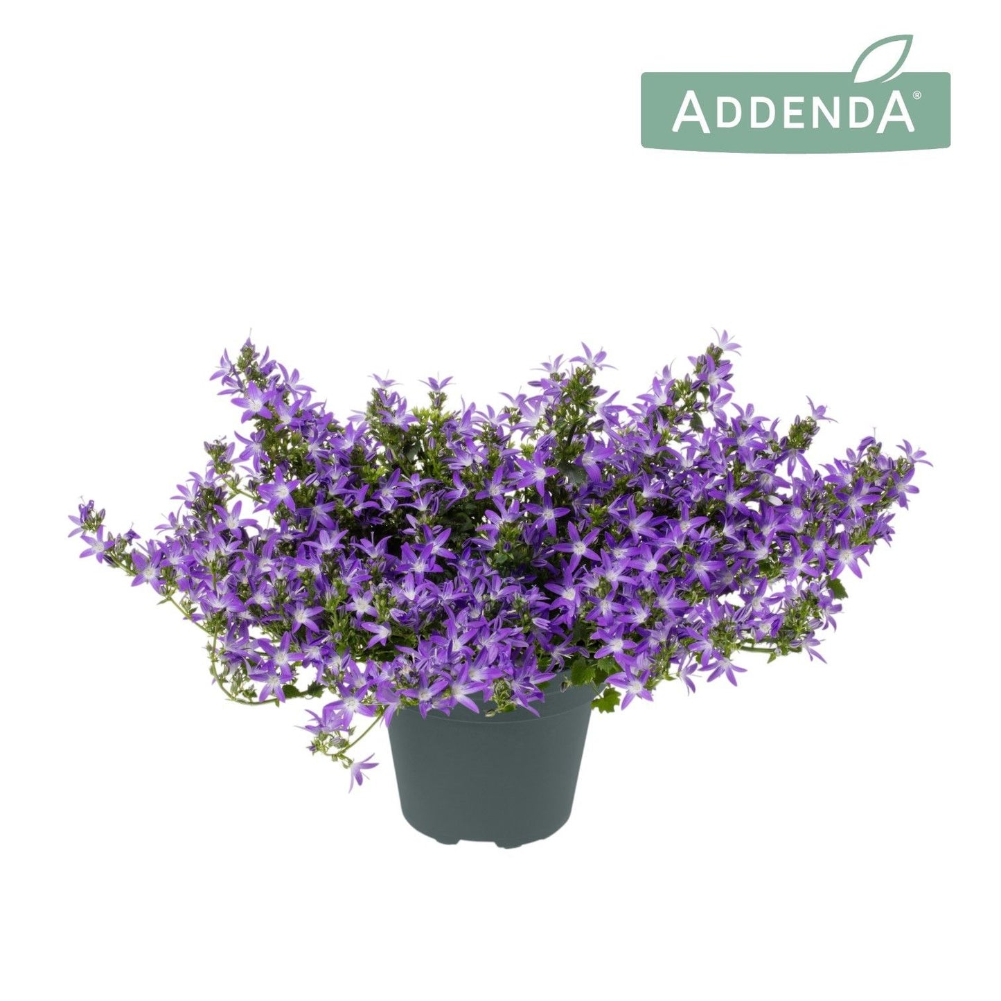 Campanula Adansa purple 30cm 15cm Pot