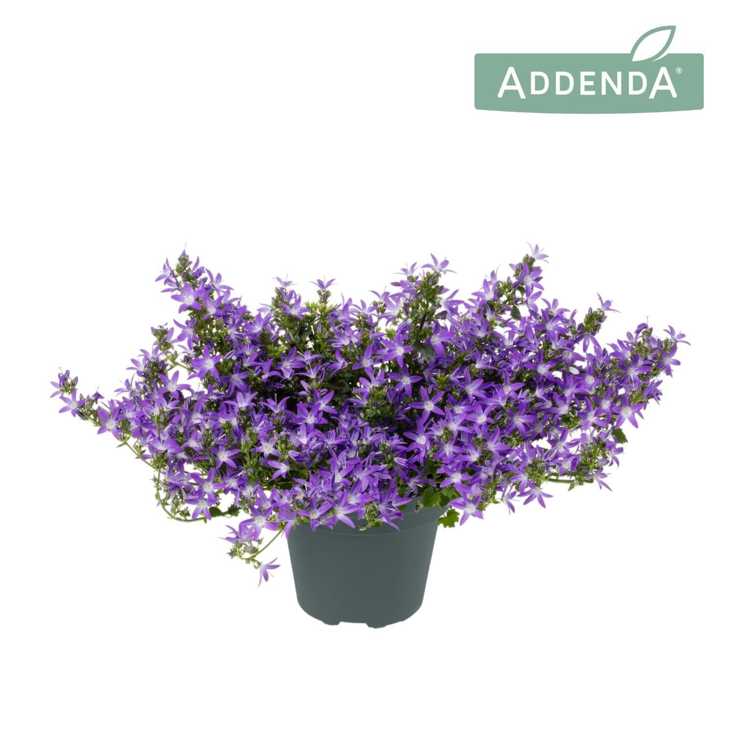 Campanula Adansa purple 30cm 15cm Pot