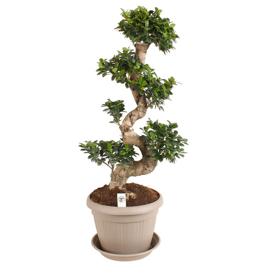 Ficus Ginseng 110cm 35cm Pot