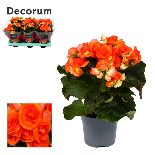 Begonia elatior Reina 32cm 13cm Pot