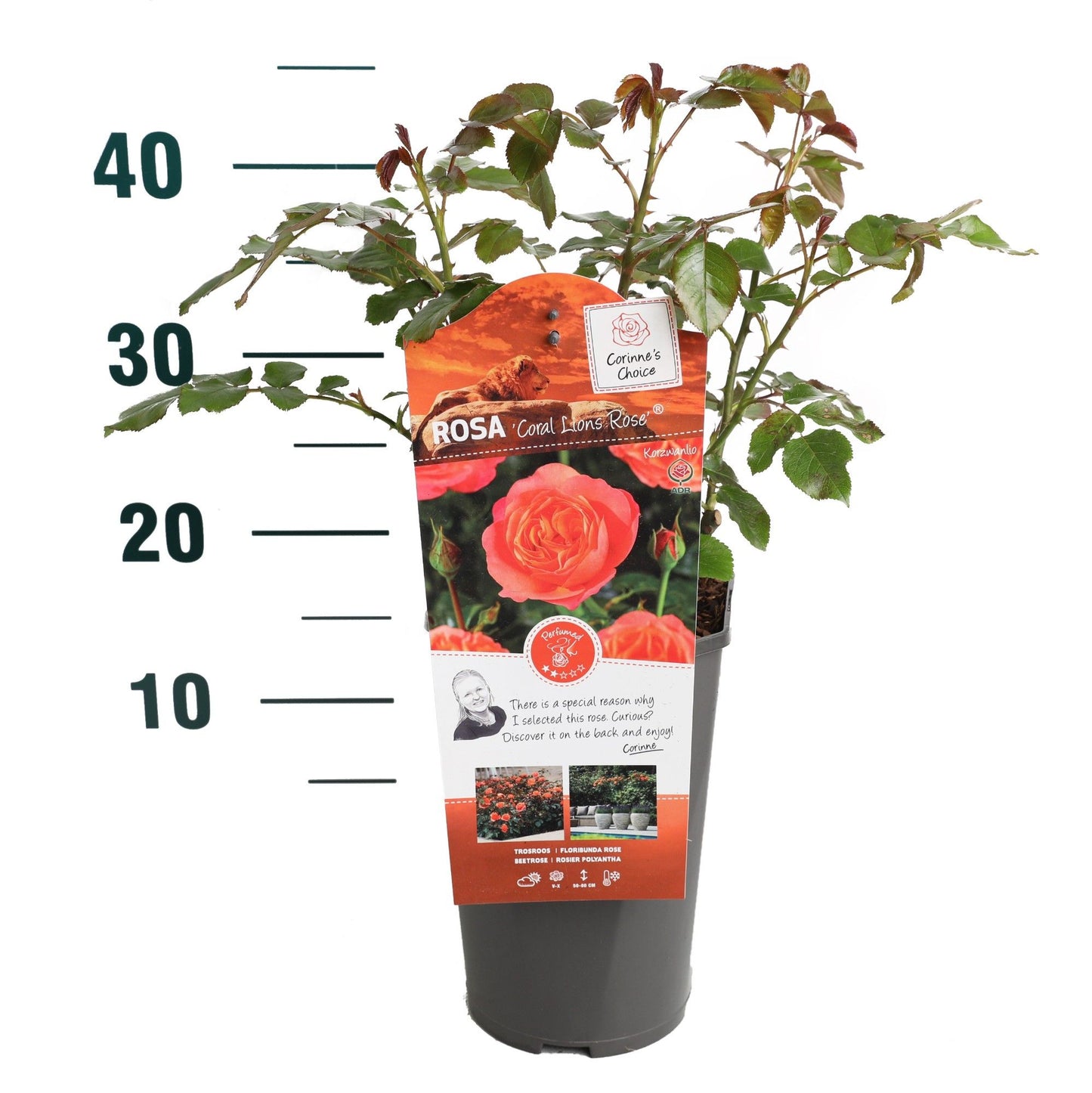 Rosa Hybrid 15cm 19cm Pot