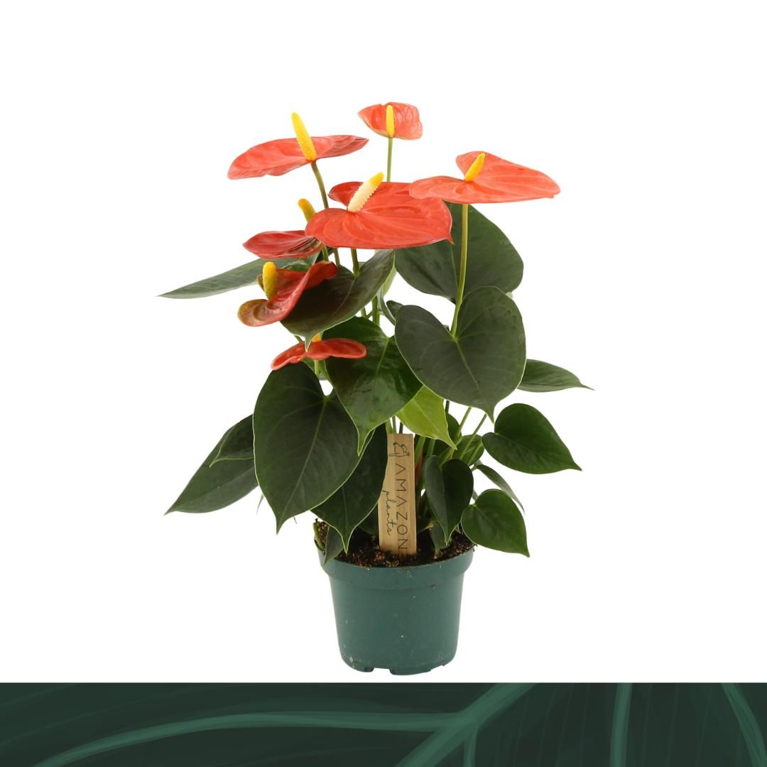 Anthurium Solara 25cm 9cm Pot