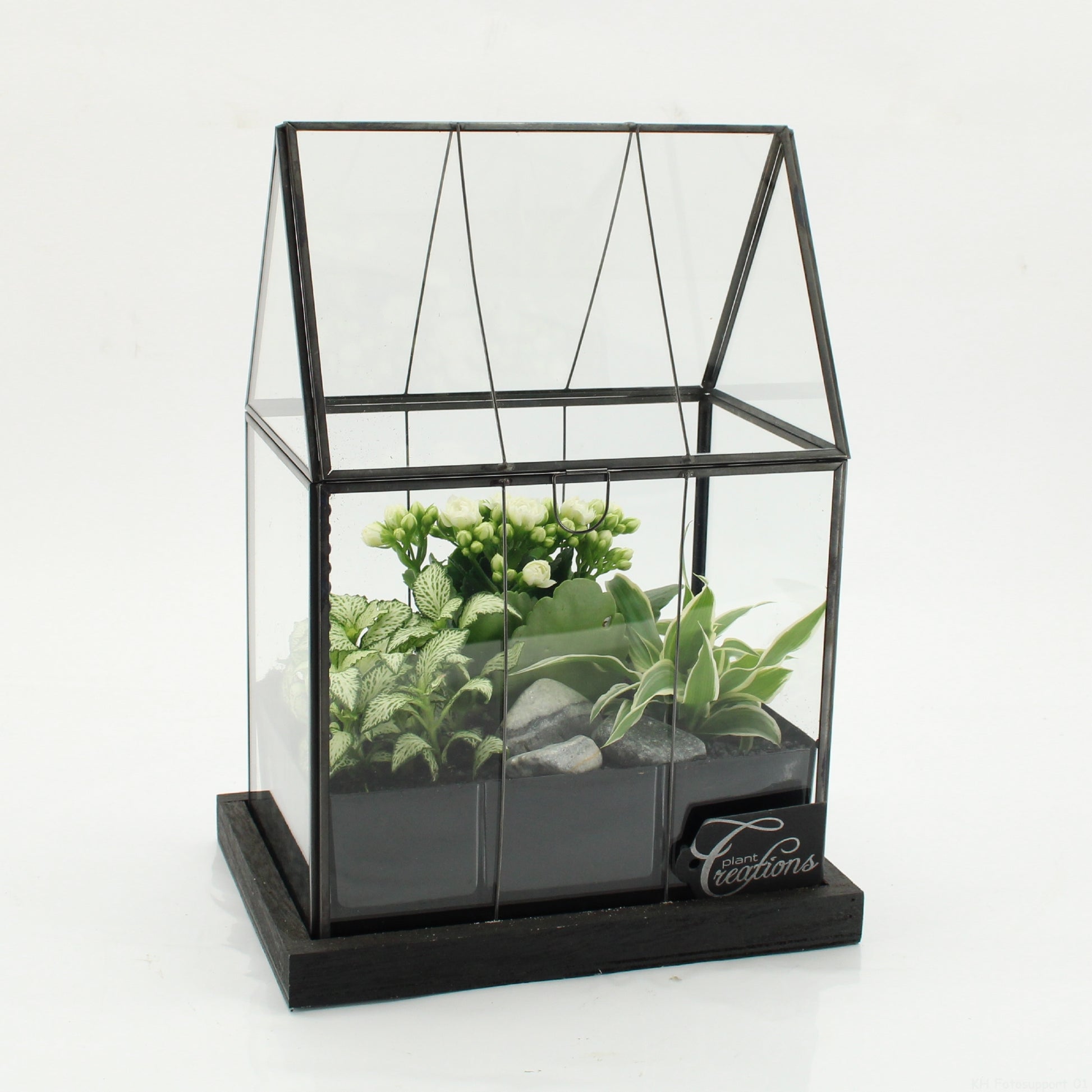 arr. Kamerplanten ESCR-2629W 31cm 23cm Pot