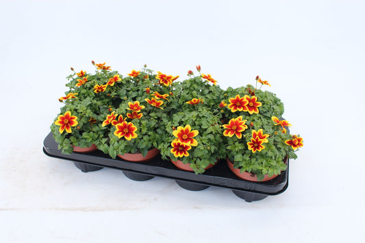 Bidens Beedance Yellow Red 20cm 13cm Pot