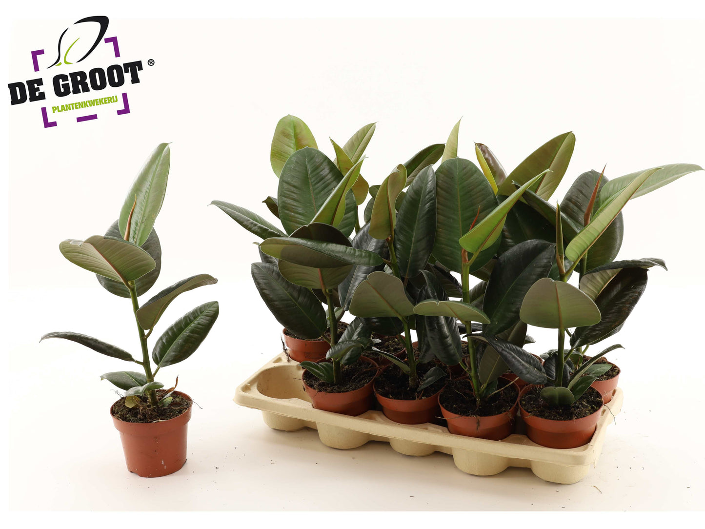 Groot BV, Kwekery J. de Ficus el. Robusta Pack of 10