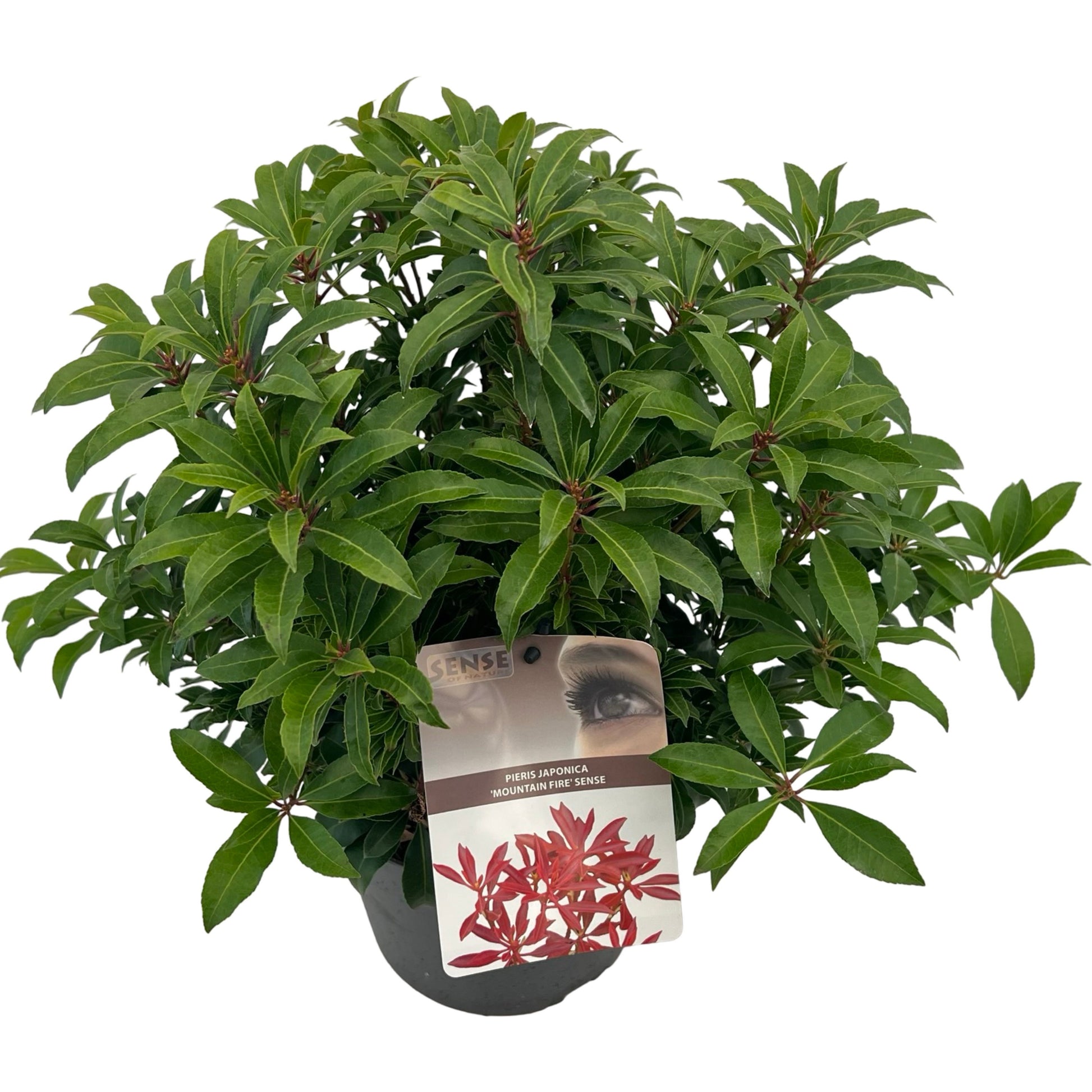 Pieris jap. Mountain Fire 40cm 19cm Pot