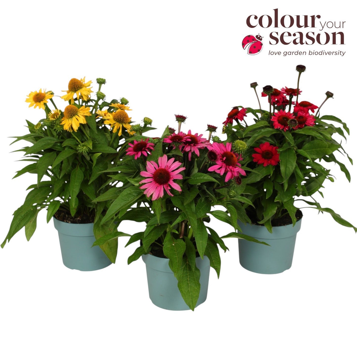 Echinacea Mooodz mix 50cm 19cm Pot