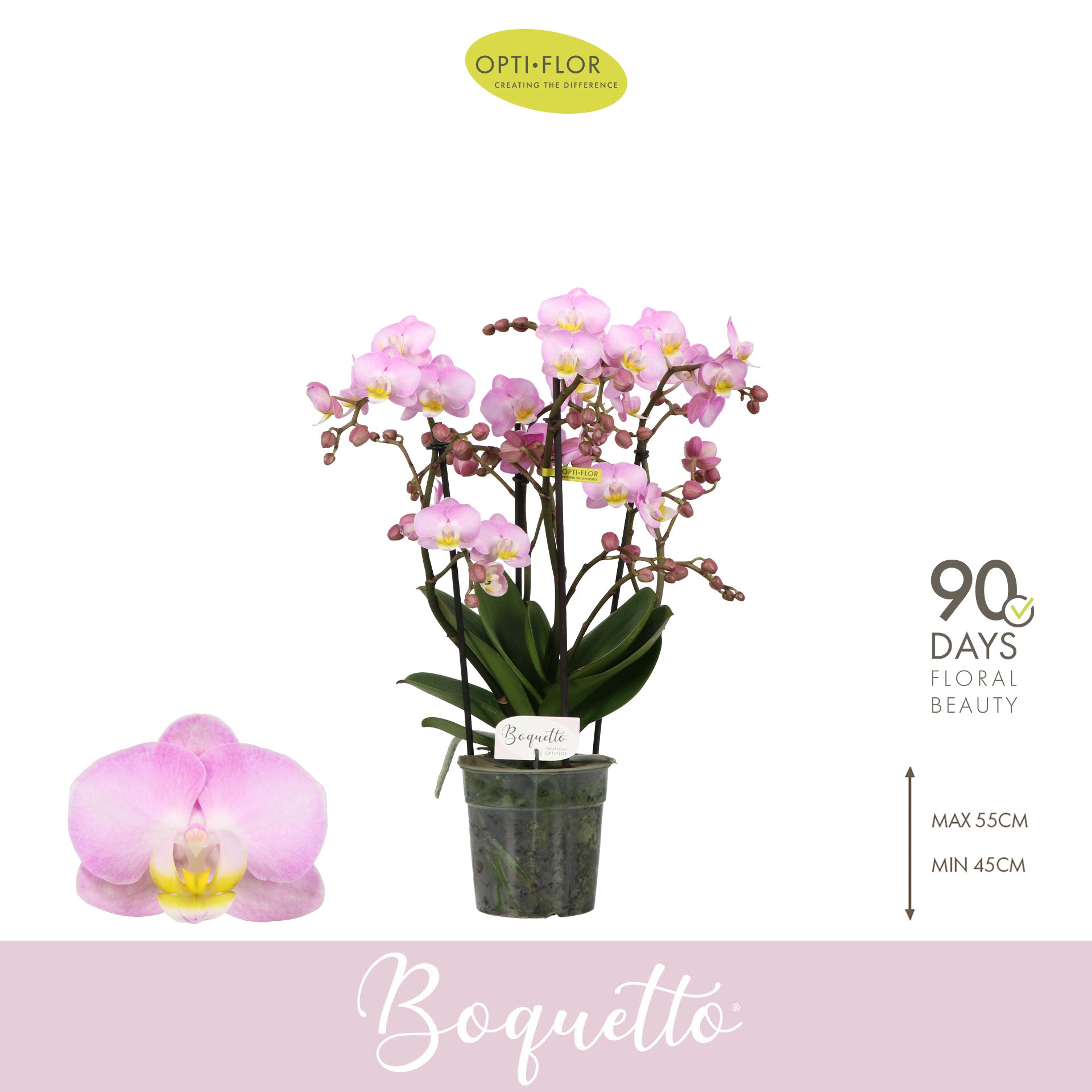 Phalaenopsis pink 35cm 12cm Pot