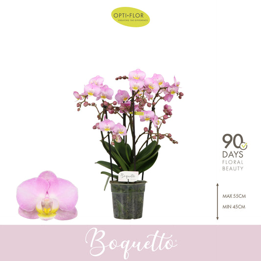 Phalaenopsis pink 35cm 12cm Pot
