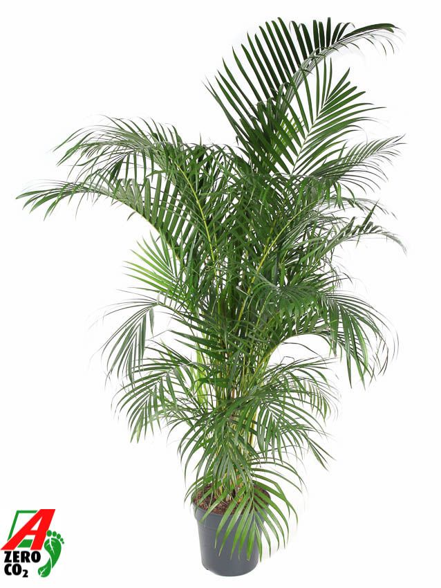 Dypsis lutescens 170cm 31cm Pot