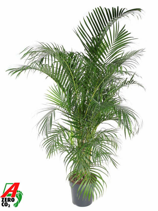Dypsis lutescens 170cm 31cm Pot
