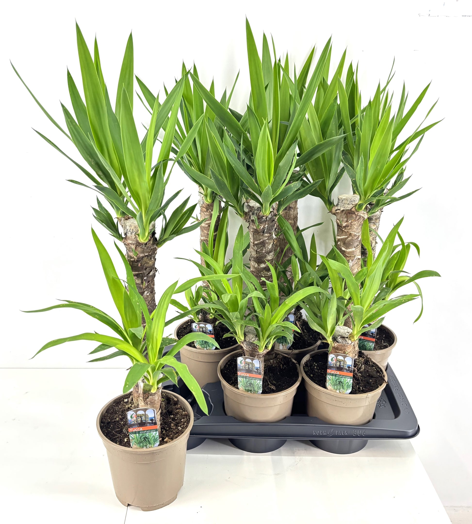 Yucca 45-20 80cm 17cm Pot