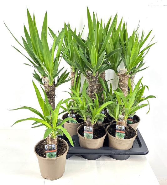 Yucca 45-20 80cm 17cm Pot