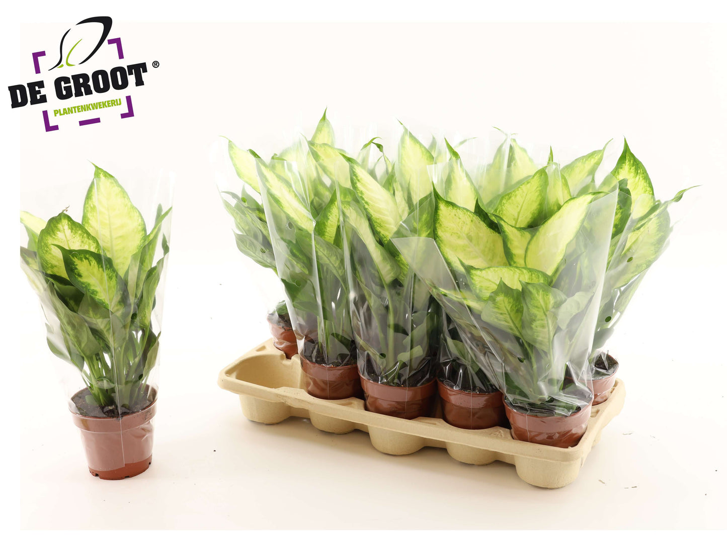 Dieffenbachia Camilla 40cm 12cm Pot