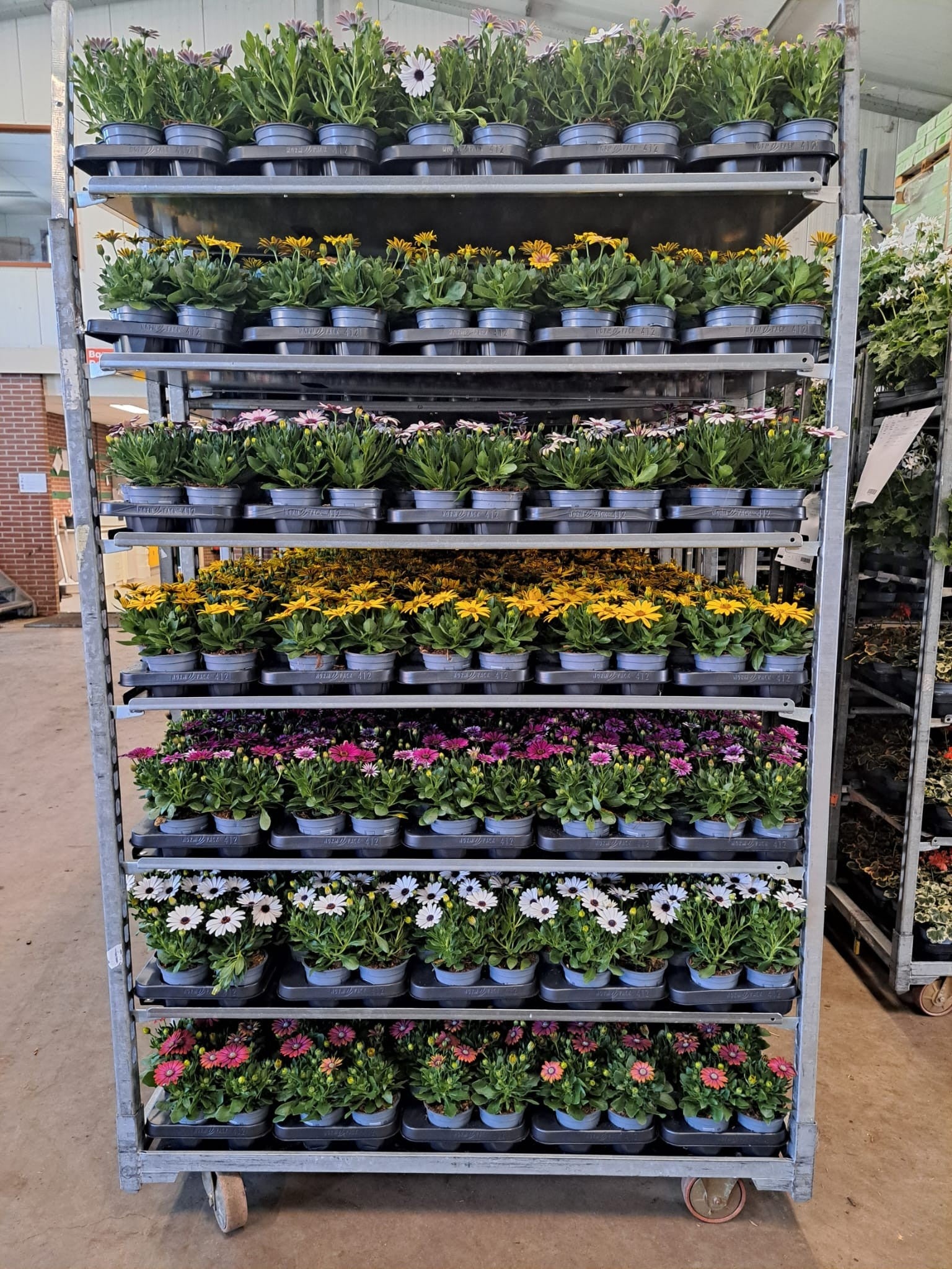 Osteospermum mix 20cm 510cm Pot