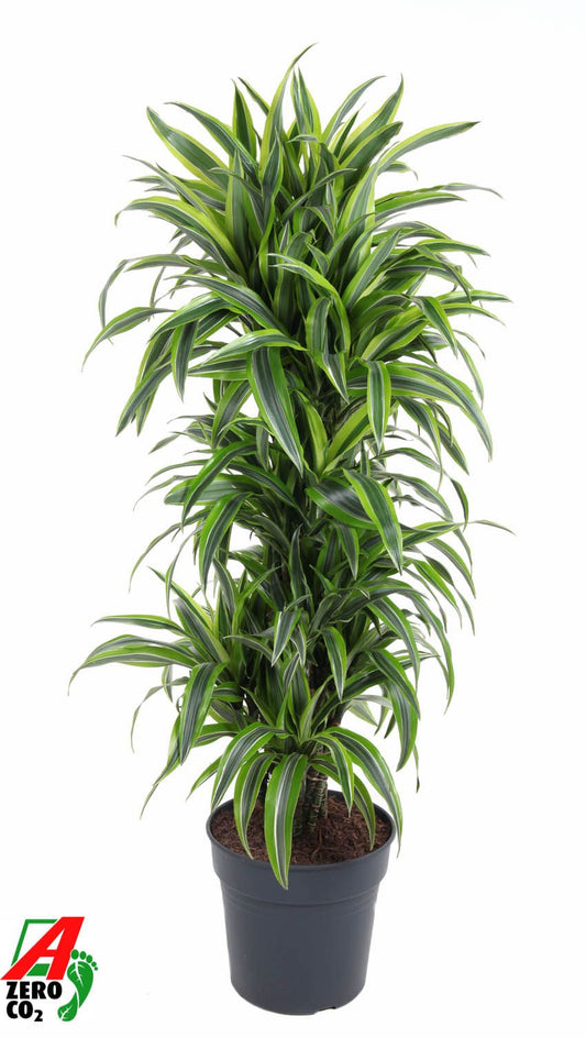 Dracaena fragrans Lemon Lime 140cm 31cm Pot