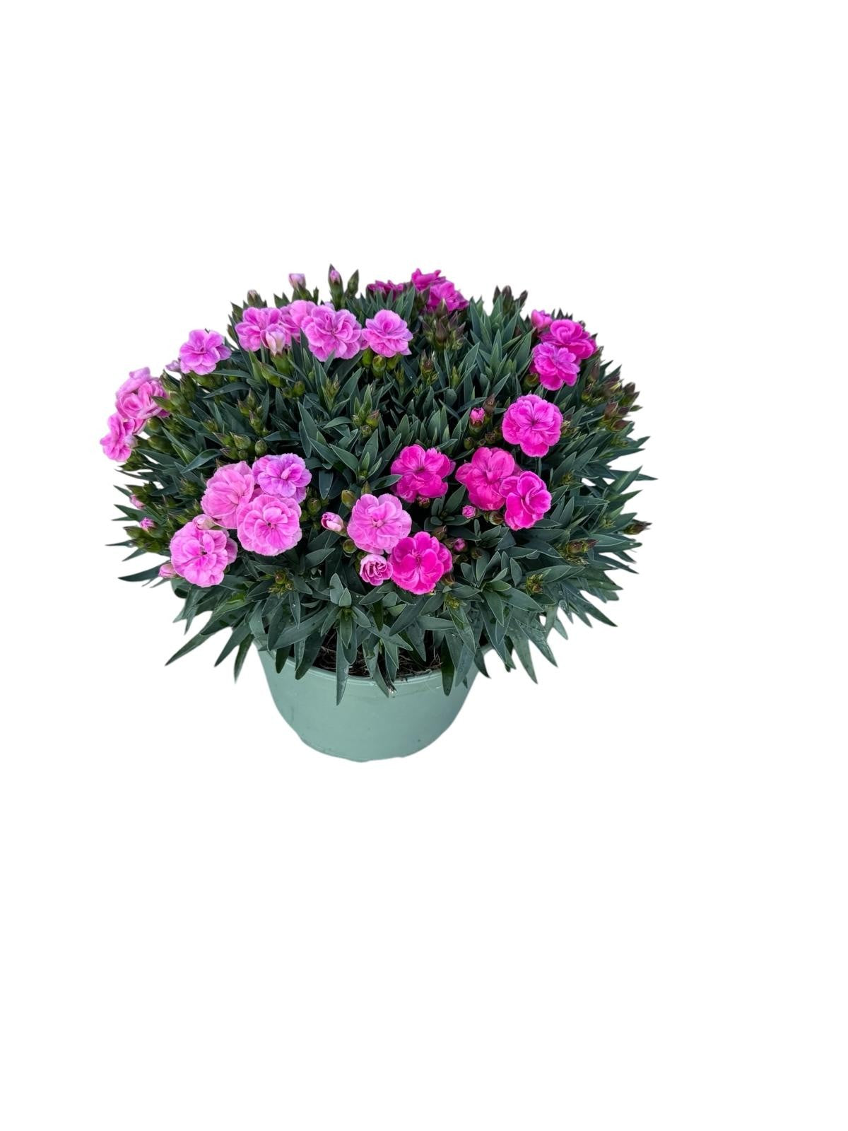 Dianthus Sunflor Faganza 35cm 19cm Pot