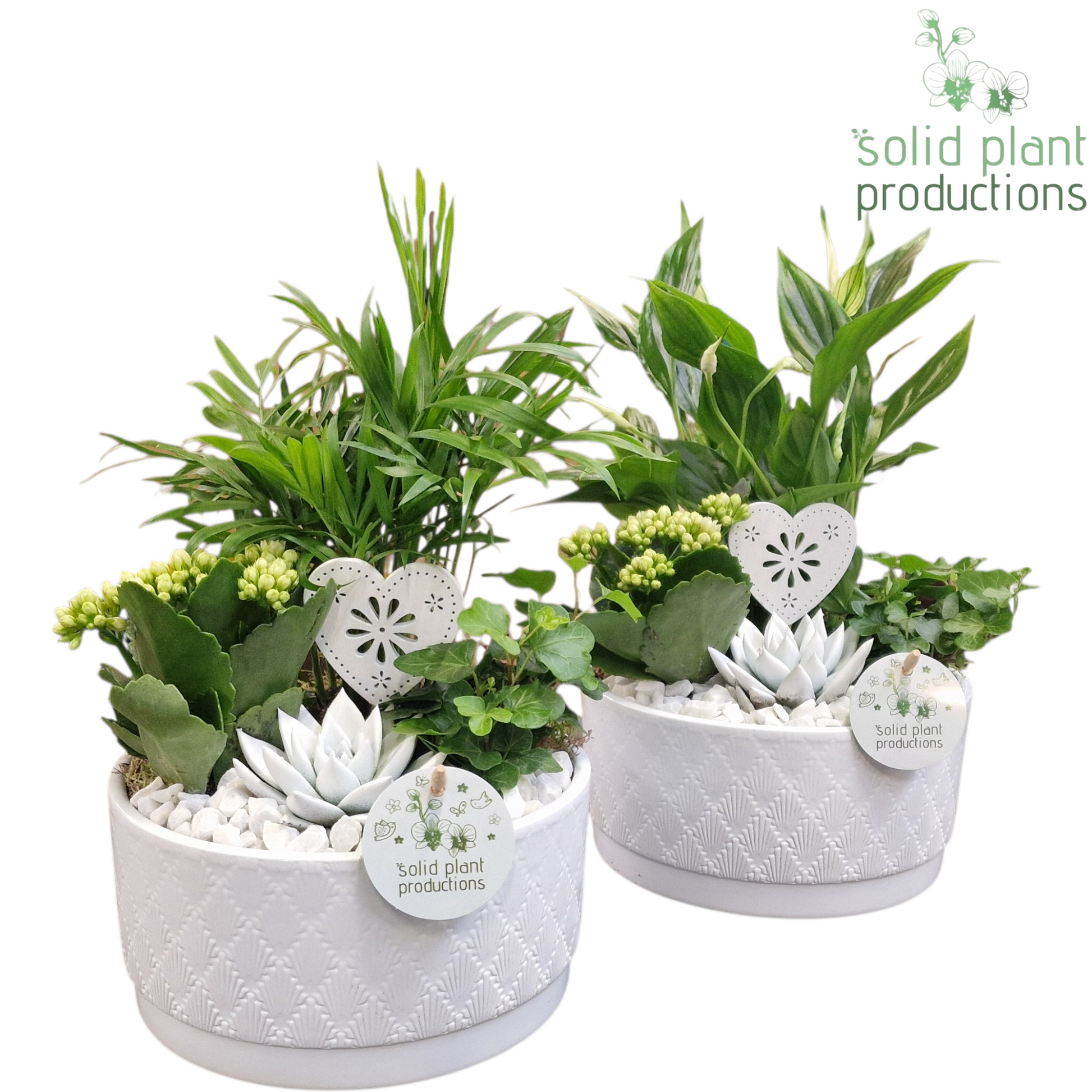 arr. Kamerplanten SCE003 WV 35cm 18cm Pot
