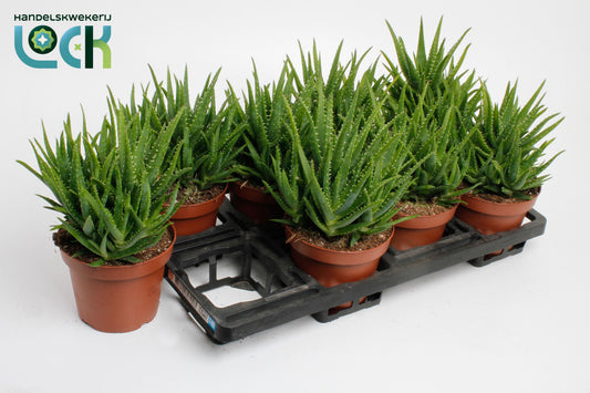 Aloe Vera Verini 13cm Special Pot (508)