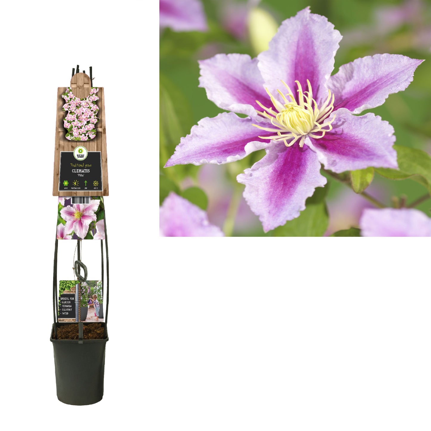 Clematis pat. Piilu 115cm 23cm Pot