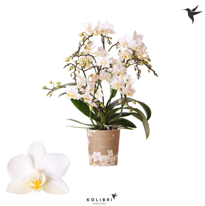 Phalaenopsis multiflora white 40cm 9cm Pot