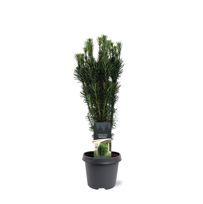 Cephalotaxus harringtonii Fastigiata 60cm 23cm Pot