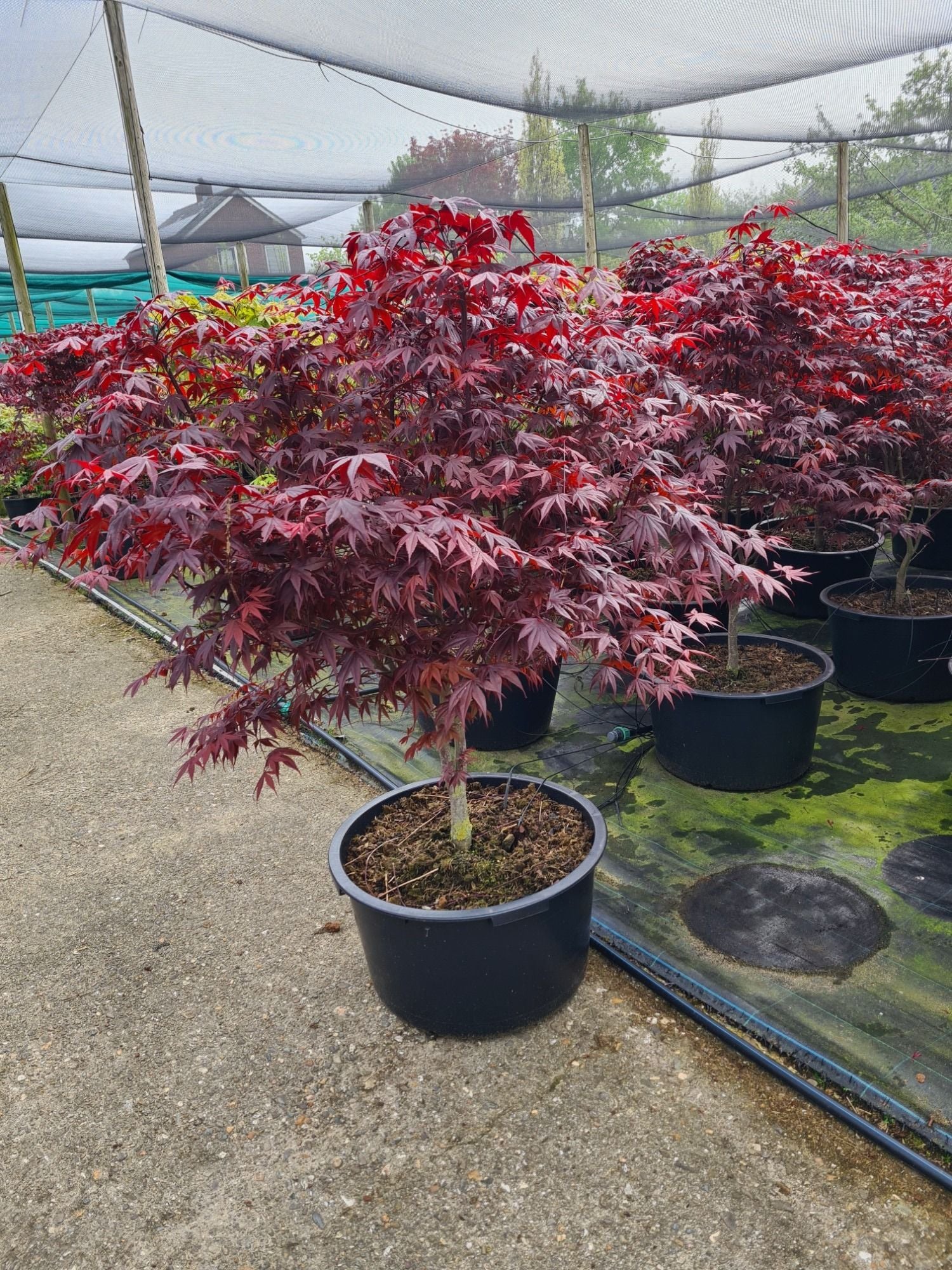 Acer palm. Bloodgood 180cm 59cm Pot