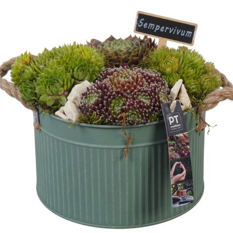 PTS7356 Arrangementen Sempervivum 20cm 21cm Pot