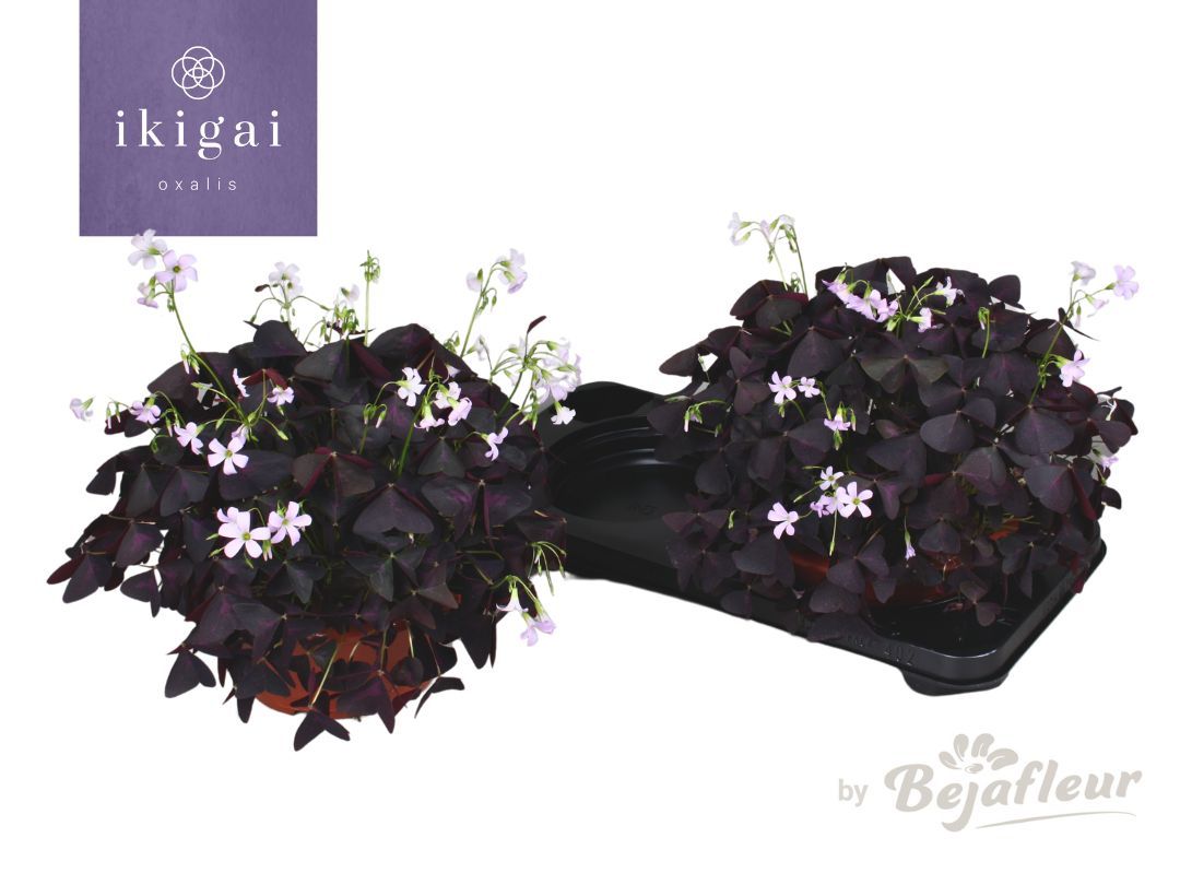 Oxalis Ikigai Triangularis 25cm 23cm Pot