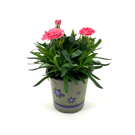 Dianthus Oscar Pink 22cm 11cm Pot