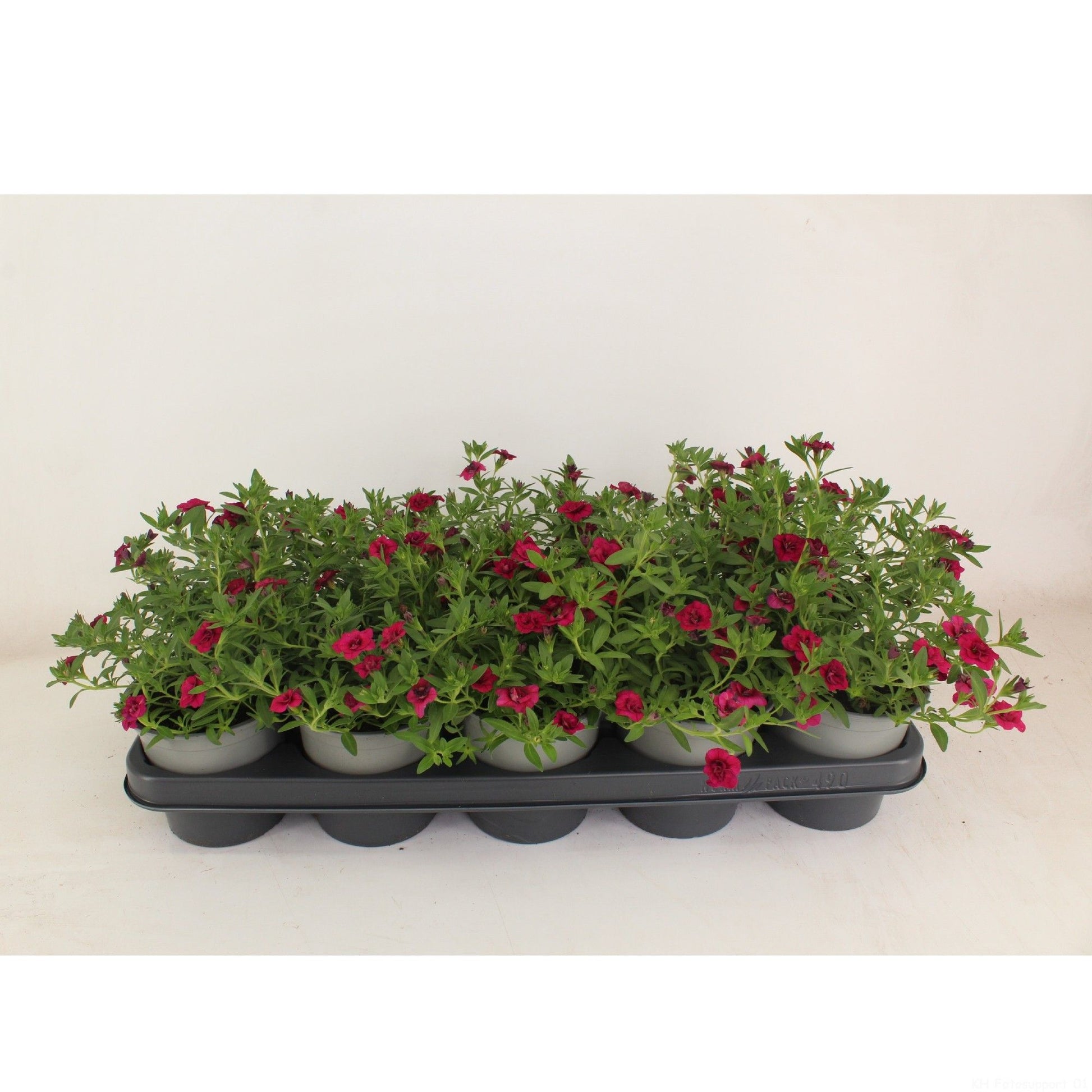 Calibrachoa Callie Double Magenta 22cm 12cm Pot