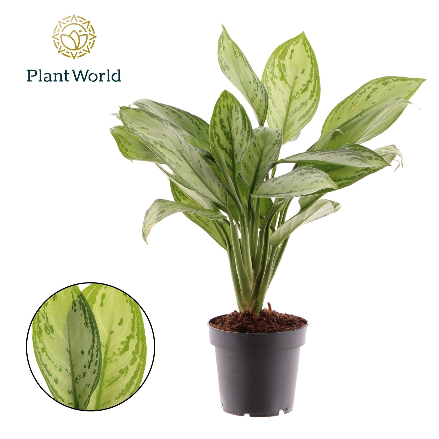 Aglaonema Maria Christina 40cm 12cm Pot