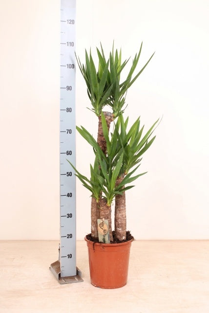 Yucca ele. 75-45-20 115cm 24cm Pot