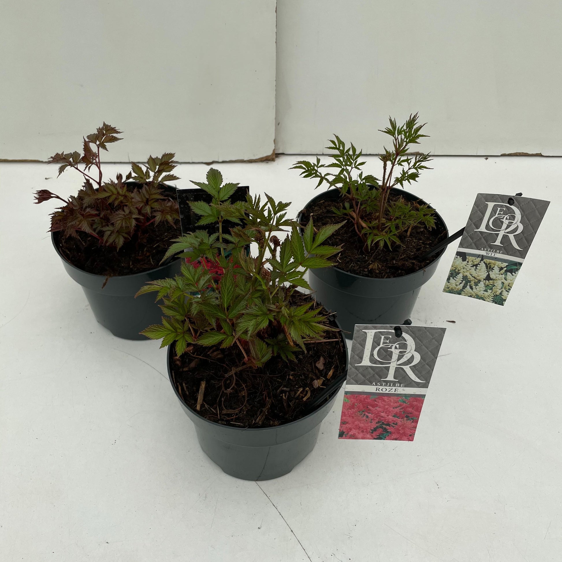 Astilbe mix 30cm 17cm Pot