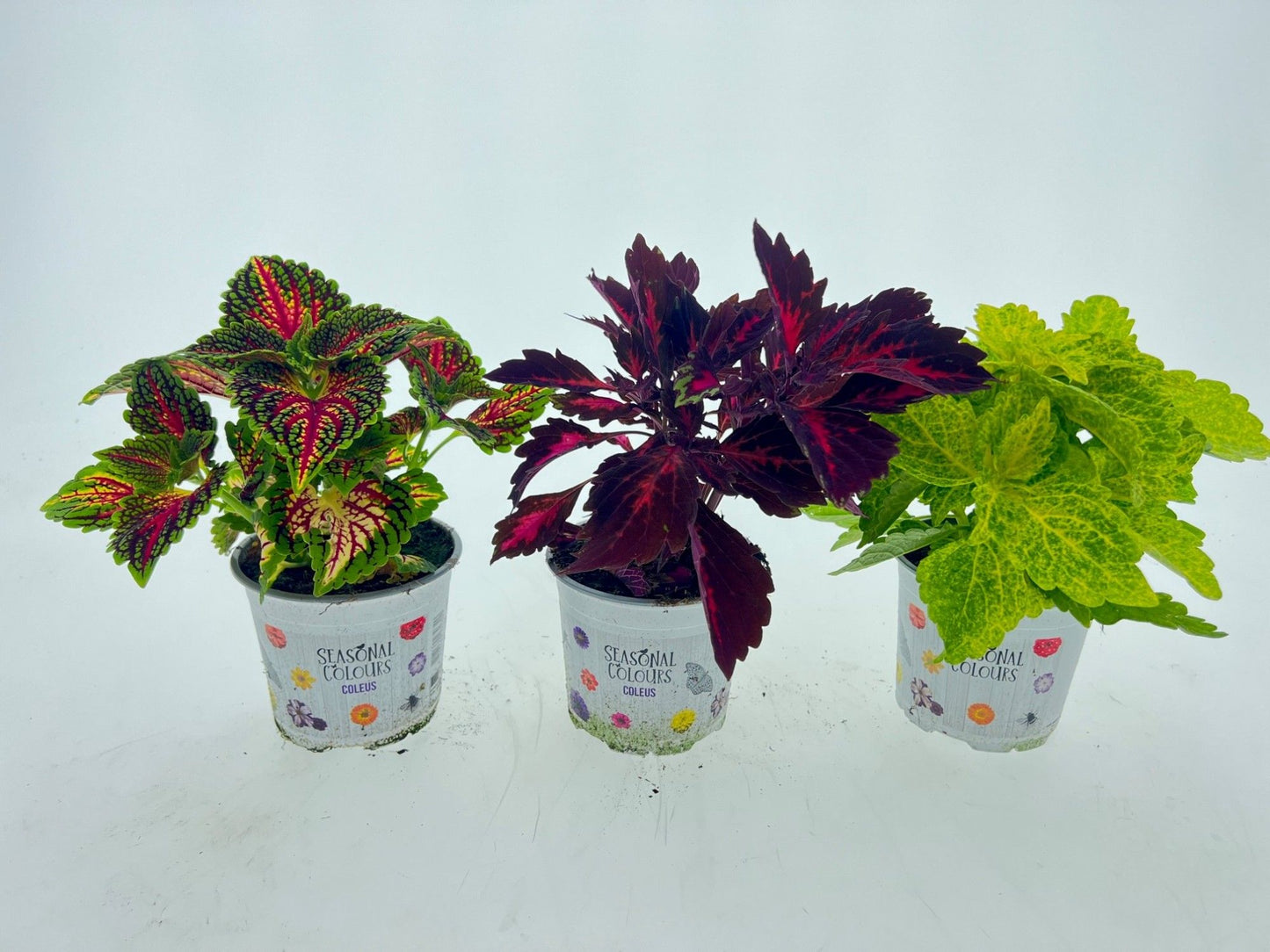Coleus mix 20cm 12cm Pot