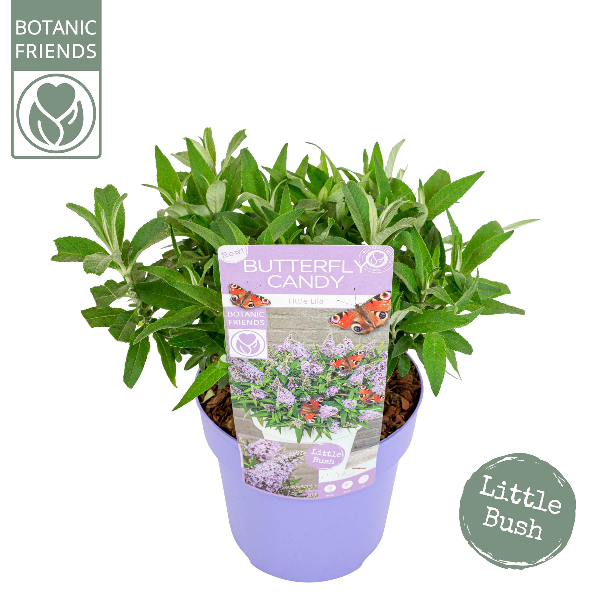 Buddleja Butterfly Candy Little Lila 45cm 19cm Pot