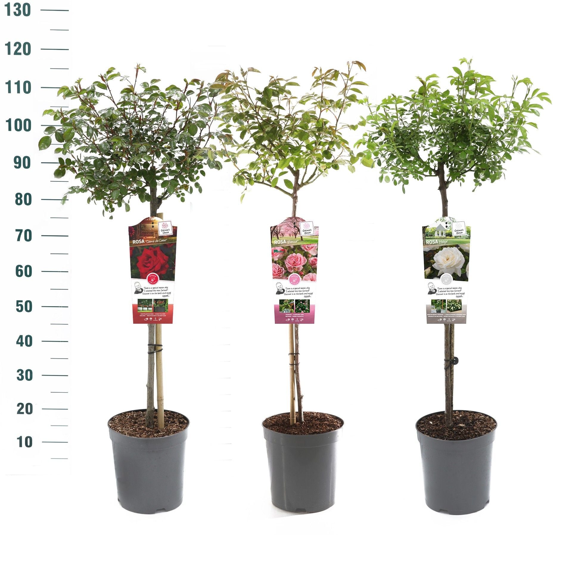 Roses standard mix 75cm 24cm Pot