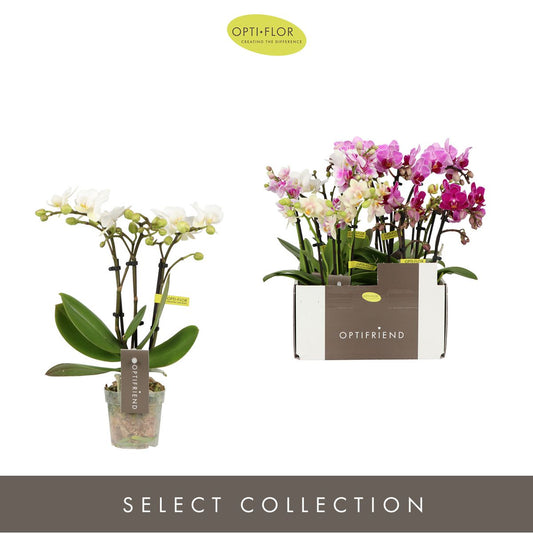 Phalaenopsis mix 25cm 7cm Pot